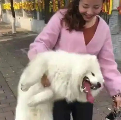 萨摩耶玩疯了不愿回家,女主人秒变女汉子,单手抱起就走