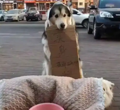 宠主苛待狗狗,竟让狗狗街头卖身,背后原因笑翻吃瓜群众