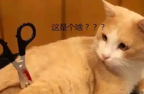 哪里有好玩的表情包主人