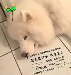 都说萨摩耶爱撒娇,可铲屎官家的狗狗有些与众不同,除了吃就是睡