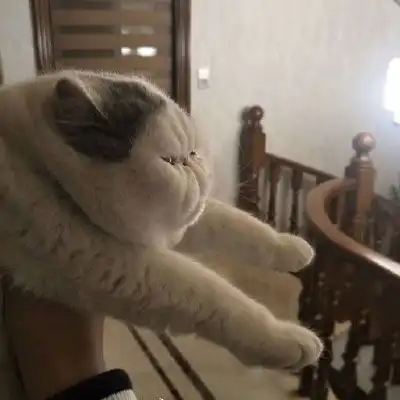 猫头像男生专用版高冷动