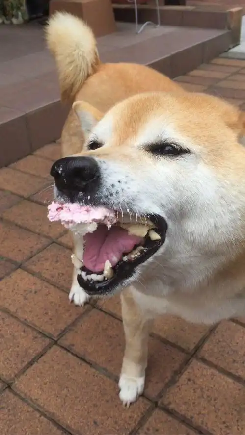 当主人用蛋糕替它庆生时,这只柴犬露出全世界最幸福的表情