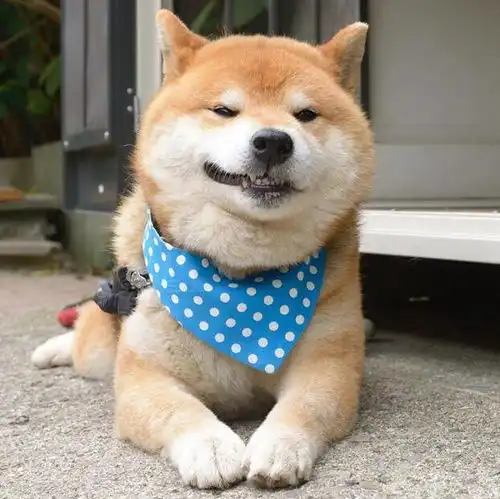 柴犬狗表情包