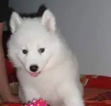 我家大狗生的一窝小萨摩耶幼犬,公母都有多只可选