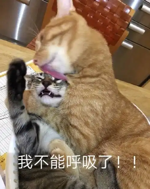 嗷嗷叫的表情包橘猫
