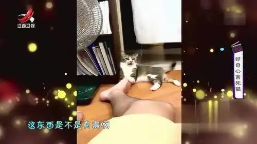 猫咪啃男主人的脚,表情渐渐失去控制,这味道太上头