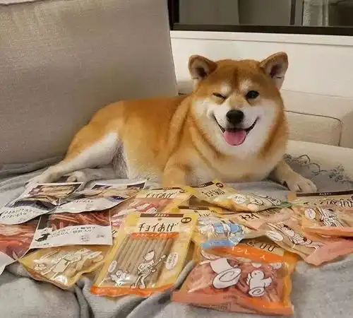 治愈日本柴犬berry火遍外网因其笑容治愈温暖