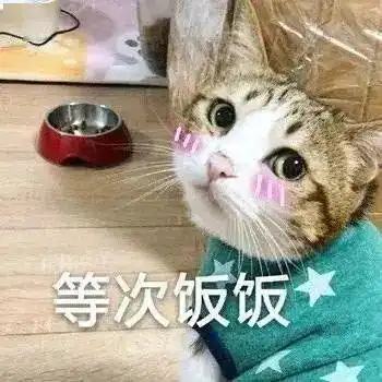 富婆饭饭饿饿丨第173期喵表情