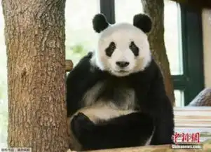 百岁熊猫外婆去世网友痛悼传奇一生