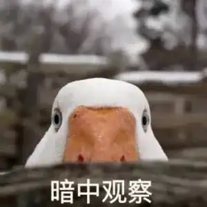 一只鹅仰头笑的表情包