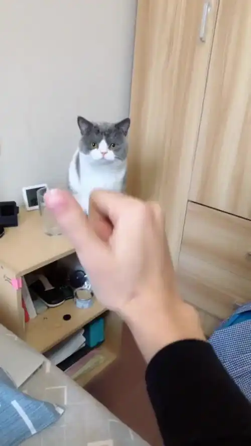 猫咪的表情好像在告诉我,男孩子不应该玩这个,太逗了