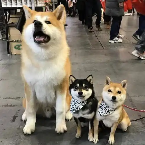 日本土狗柴犬,为什么能成为我们表情包里不可或缺的存在