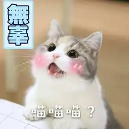 一大波猫咪表情包袭来,拿去斗图,不用谢