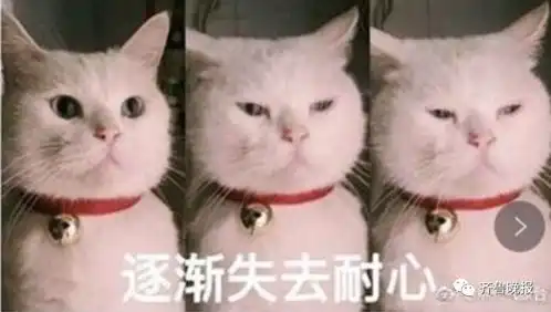 憋笑的表情包猫咪
