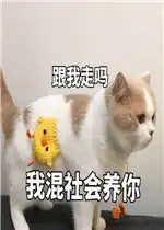 跟我走吗我混社会养你表情包图片随你吧我的心已经死了表情包下载乐游网游戏下载