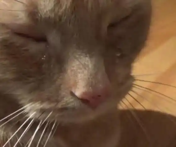 橘猫泪眼汪汪的走来委屈巴巴的样子让人心疼知道原因后主人哭笑不得