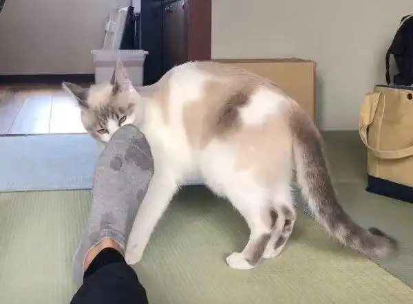 猫咪为啥喜欢用身子蹭主人的腿原因在这里