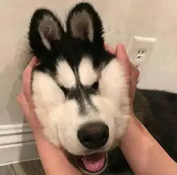 狗头像男生专用版沙雕头