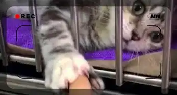 男子去宠物店选猫,被只猫咪抱住手指终于等到你还好我没放弃