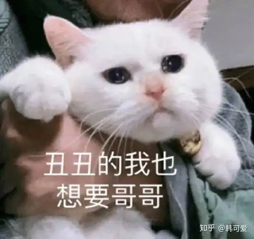 有哪些一见就笑得猫猫表情包