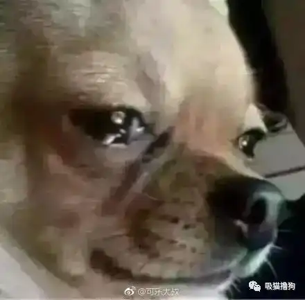 终于知道为啥很多男人突然想要养狗了,哈哈哈哈每日一笑1061期