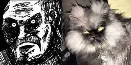 猫奴专属表情包别人想学也学不来