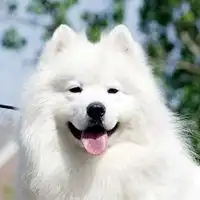 微笑天使萨摩耶头像爱笑的萨摩耶狗狗头像