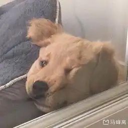 狗头像男生专用版沙雕男