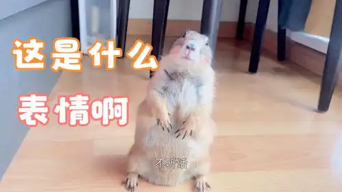 土拨鼠大老鼠一天天的又不听话你看这是什么表情