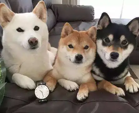 柴犬的一生从出生到年老,柴犬各种表现及饲养知识详解
