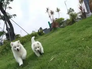 自家养纯种萨摩耶犬出窝了有爱的主人抱回家吗