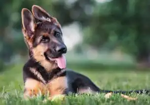 每天给牧羊犬讲道理会发生什么看这只德牧的表情就知道了