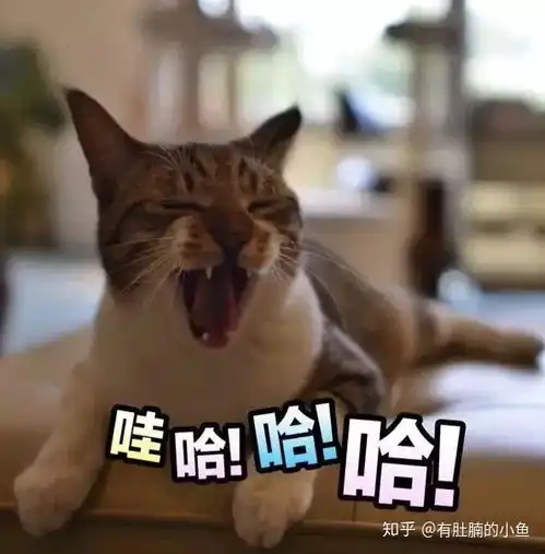 科普猫咪牙齿健康常识