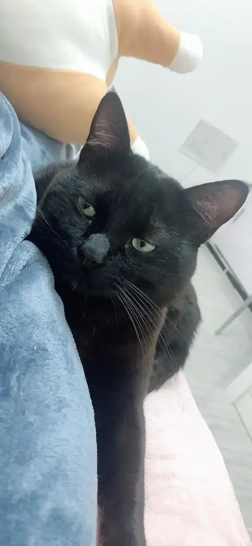 无偿领养大黑猫玄猫家猫中华田园猫