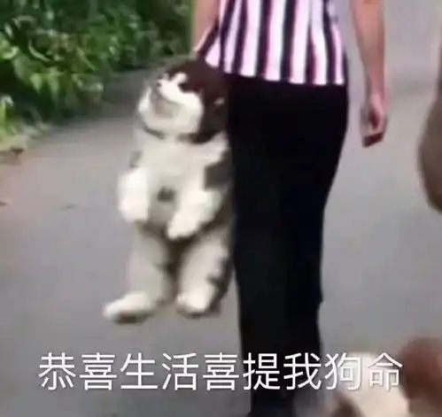 被生活所迫的表情包沙雕