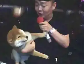 哭笑不得主人带狗狗进ktv喝醉硬搂着它唱歌