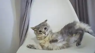 图片免费下载狸花猫素材狸花猫模板千图网