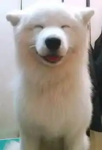 看看萨摩耶我笑得像个250斤的