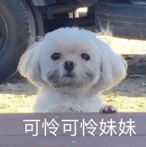 狗头像男生专用版沙雕小