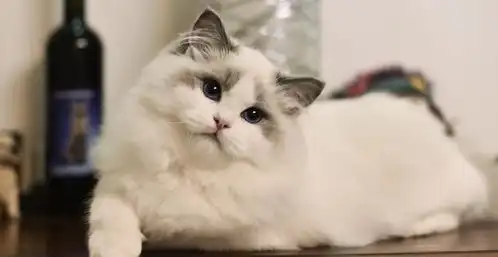 猫咪的行为让主人感动流泪