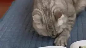 那么大家截图到了表情包了吗奶凶奶凶奶凶的猫与猫与猫与猫