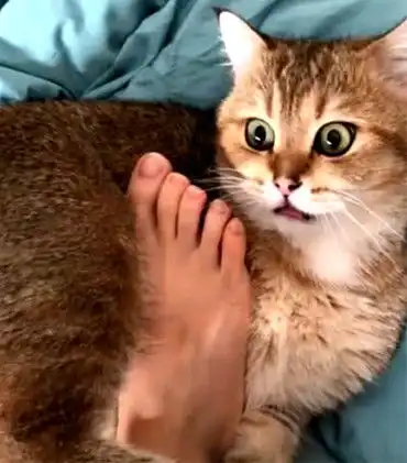 猫咪在沙发上睡觉,主人犯贱伸脚去挑逗,结果被它的表情吓住了