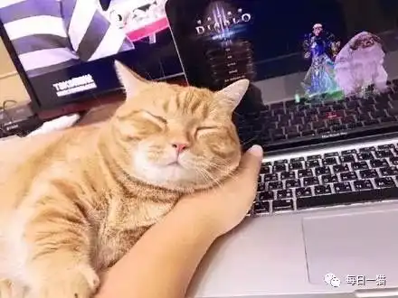 主人玩游戏时,猫非要陪着,但是眼神已经很困
