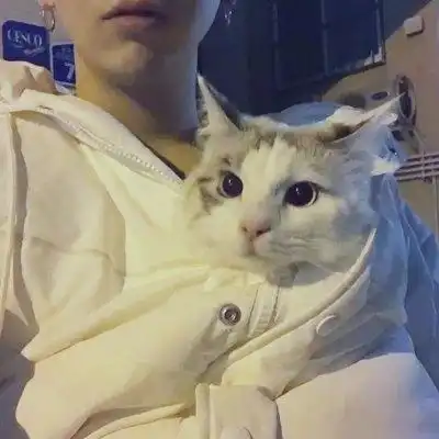 猫咪男生头像