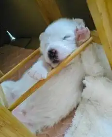 自家爱犬萨摩耶喜提男宝宝啦寻找3枚有缘的爱狗星人