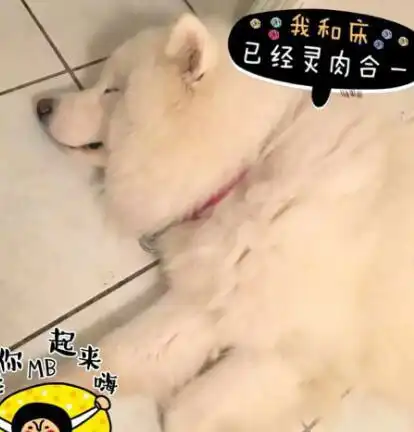 养了一只萨摩猪怎么办铲屎官应正确引导狗狗,别再偷懒睡觉了