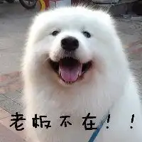 萨摩耶头像可爱微信头像图片大全