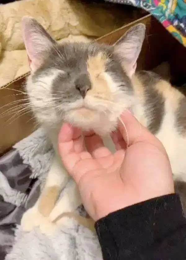 猫咪头像男生代表什么开