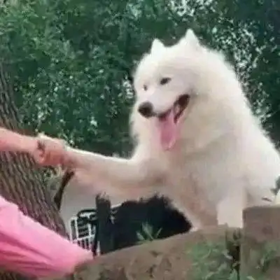 目测有大病的沙雕情头