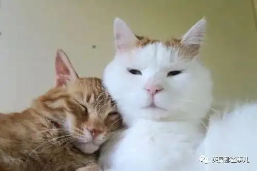 猫叔回猫星了它世无争的幸福表情,治愈了无数网友com